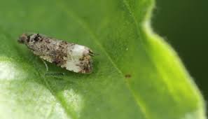 Attēlu rezultāti vaicājumam “Hedya nubiferana”