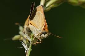 Attēlu rezultāti vaicājumam “Thymelicus sylvestris female”