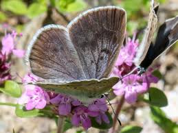 Attēlu rezultāti vaicājumam “Phengaris arion underside”