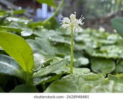 Attēlu rezultāti vaicājumam “Sanicula europaea flower”
