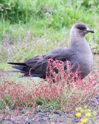 Attēlu rezultāti vaicājumam “Stercorarius parasiticus adult”