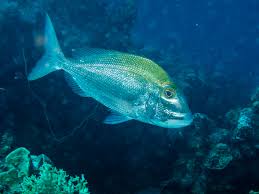 Image result for Calamus bajonado