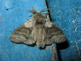 Attēlu rezultāti vaicājumam “Pinthaeus sanguinipes imago”