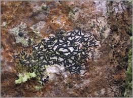 Attēlu rezultāti vaicājumam “Opegrapha atra”