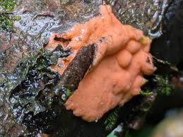 Attēlu rezultāti vaicājumam “Tubifera montana young”