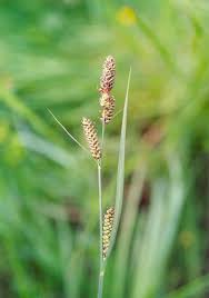 Attēlu rezultāti vaicājumam “Carex hartmanii”