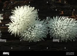 Attēlu rezultāti vaicājumam “Ceratiomyxa fruticulosa”