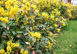 Attēlu rezultāti vaicājumam “Mahonia aquifolium”