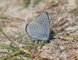 Attēlu rezultāti vaicājumam “Cupido minimus underside”