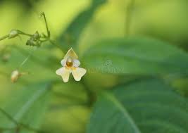 Attēlu rezultāti vaicājumam “Impatiens parviflora flower”