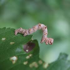 Attēlu rezultāti vaicājumam “Phigalia pilosaria”