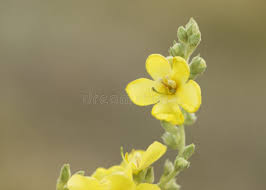 Image result for Verbascum densiflorum