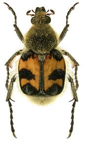 Attēlu rezultāti vaicājumam “Trichius fasciatus imago”