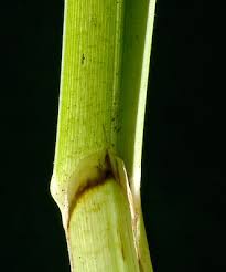 Attēlu rezultāti vaicājumam “Glyceria maxima leaf”