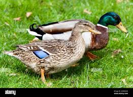 Attēlu rezultāti vaicājumam “Anas platyrhynchos female”