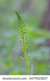 Attēlu rezultāti vaicājumam “Listera ovata flower”