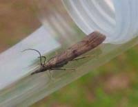 Attēlu rezultāti vaicājumam “Hypochalcia ahenella”