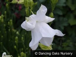 Image result for Campanula persicifolia