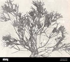 Attēlu rezultāti vaicājumam “Nitella sp.”