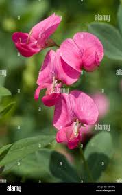 Attēlu rezultāti vaicājumam “Lathyrus tuberosus bud”