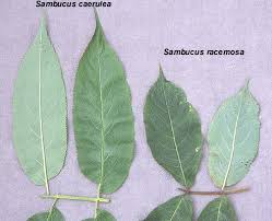 Attēlu rezultāti vaicājumam “Sambucus nigra leaf”