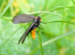 Attēlu rezultāti vaicājumam “Atolmis rubricollis”