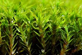 Attēlu rezultāti vaicājumam “Didymodon rigidulus sporophyte”