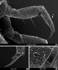 Attēlu rezultāti vaicājumam “Phosphaenus hemipterus male”