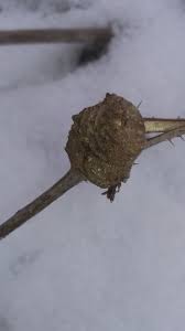 Attēlu rezultāti vaicājumam “Lasioptera rubi”