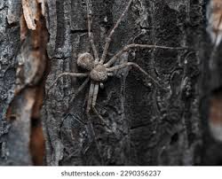 Attēlu rezultāti vaicājumam “Philodromus sp.”