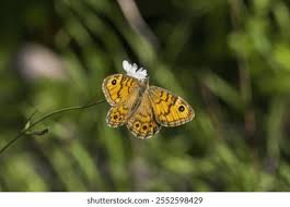 Attēlu rezultāti vaicājumam “Lasiommata megera female”