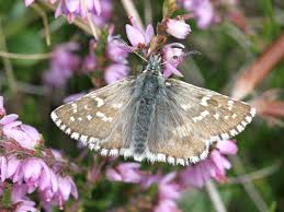Attēlu rezultāti vaicājumam “Pyrgus alveus upperside”