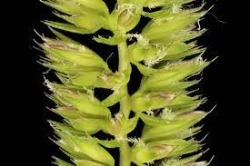 Attēlu rezultāti vaicājumam “Cynosurus cristatus”