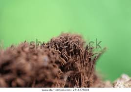 Attēlu rezultāti vaicājumam “Stemonitis fusca”