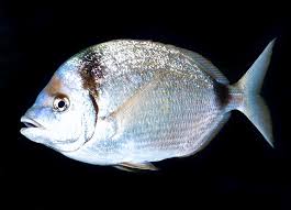 Image result for Diplodus vulgaris