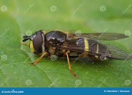 Attēlu rezultāti vaicājumam “Dasysyrphus tricinctus”