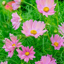 Image result for Cosmos bipinnatus