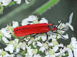 Attēlu rezultāti vaicājumam “Lygistopterus sanguineus larva”
