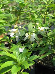 Attēlu rezultāti vaicājumam “Philadelphus lemoinei”