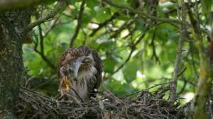 Attēlu rezultāti vaicājumam “Buteo buteo nest”