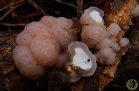 Attēlu rezultāti vaicājumam “Tremella encephala”