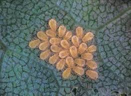 Attēlu rezultāti vaicājumam “Drepanosiphum platanoidis exuvia”