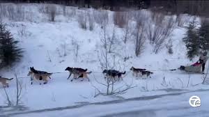 Image result for Team Ice Fire British Sled Dog Racing Team