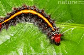 Attēlu rezultāti vaicājumam “Saturniidae”