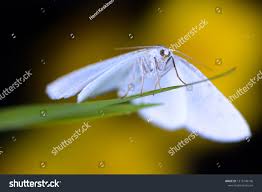 Attēlu rezultāti vaicājumam “Cabera pusaria”