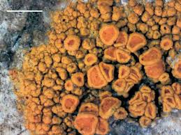 Attēlu rezultāti vaicājumam “Caloplaca scopularis”