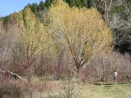 Attēlu rezultāti vaicājumam “Salix fragilis”