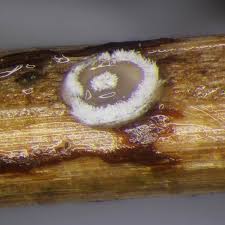 Attēlu rezultāti vaicājumam “Lachnella alboviolascens”