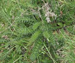 Attēlu rezultāti vaicājumam “Cirsium acaule leaf”