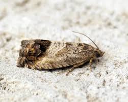 Attēlu rezultāti vaicājumam “Cydia splendana”